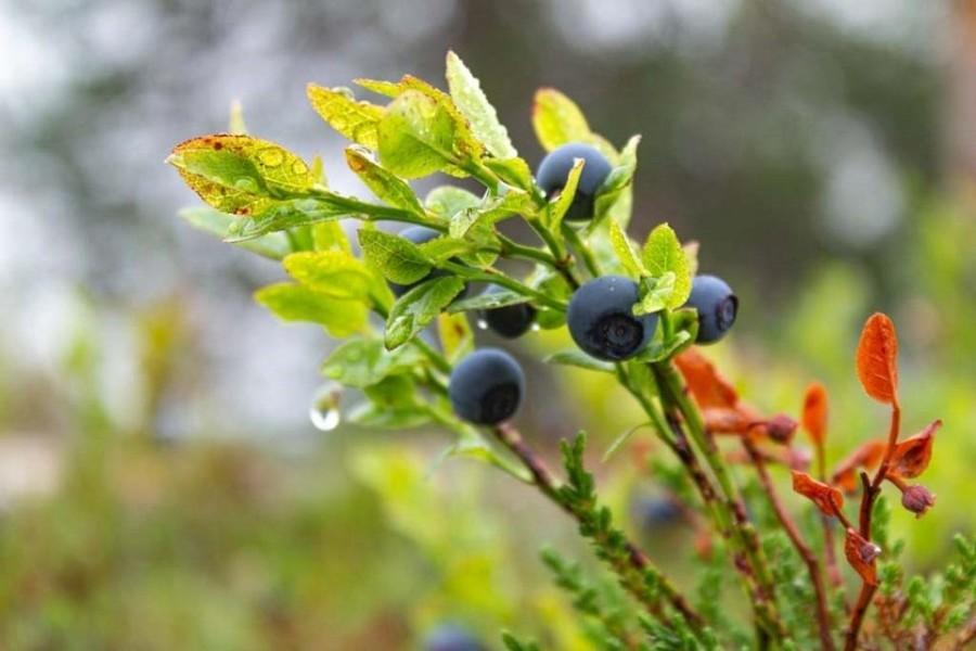 Wild blueberries