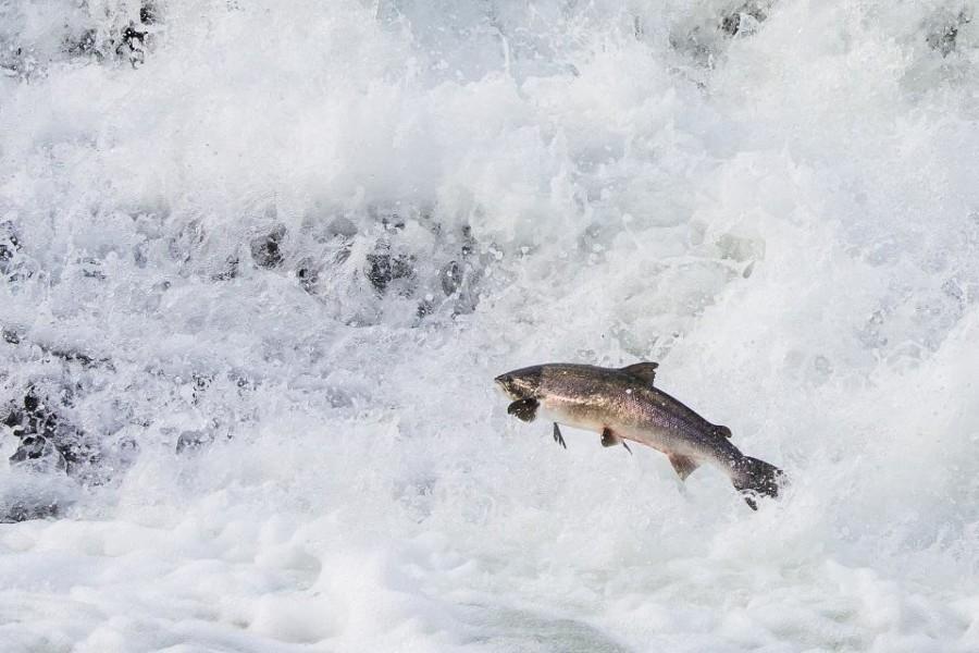 A fish
