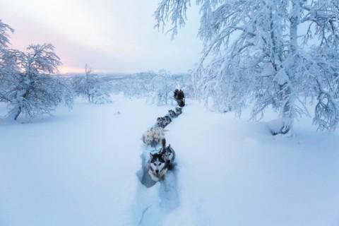 huskies pulling a sled