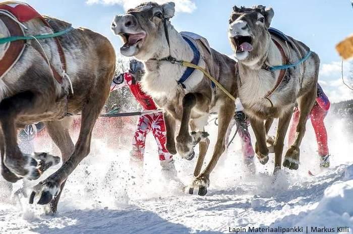 reindeer racing in Inari