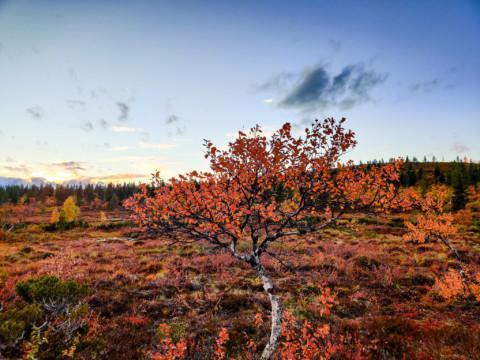 Autumn colors or autumn foliage is called 