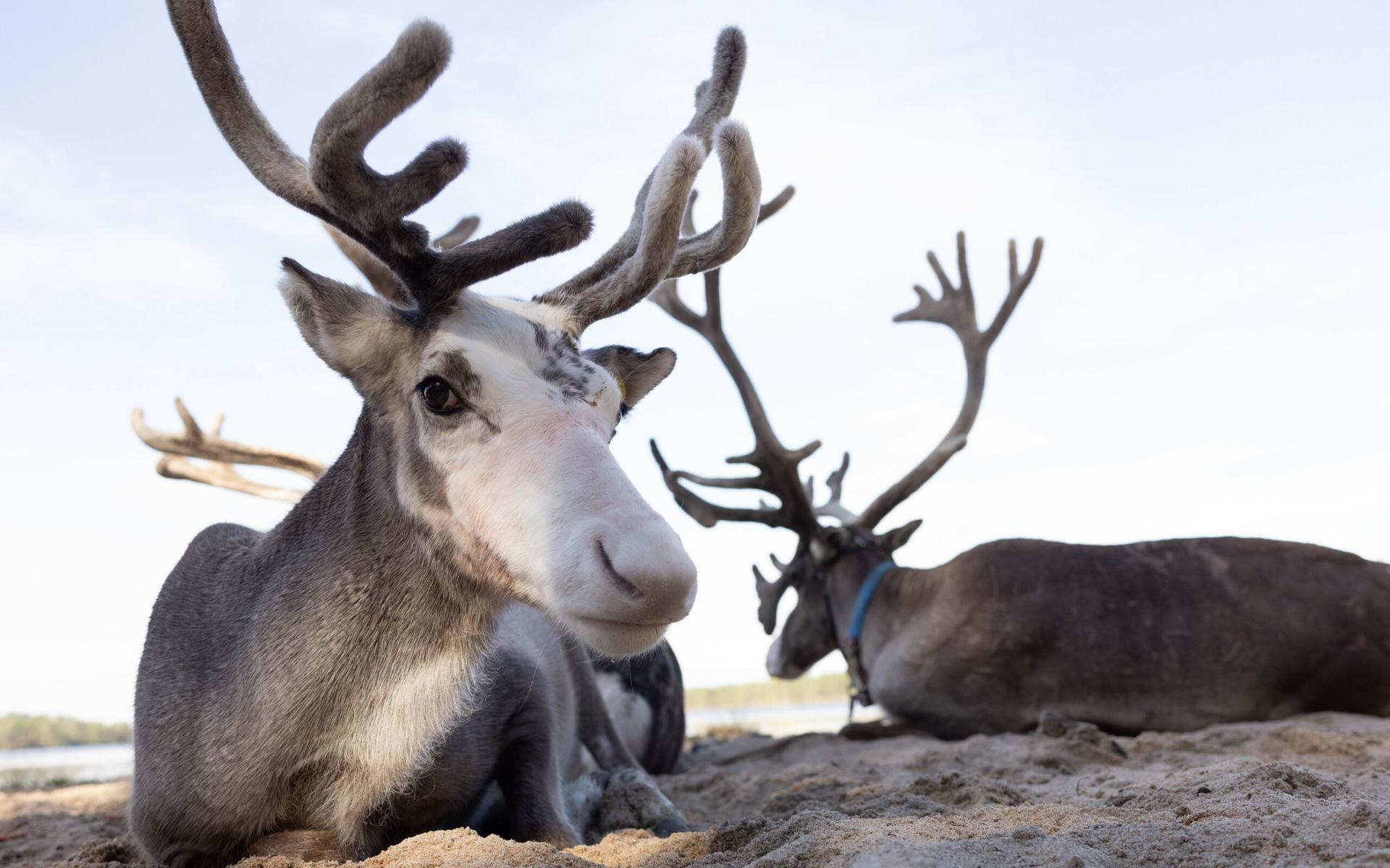 Reindeer laying on a sandy beach